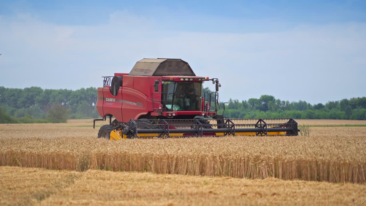 Two combiners driving modern combine in the field. Powerful red harvester in half-mowed wheat field. Green trees and blue sky at the backdrop.