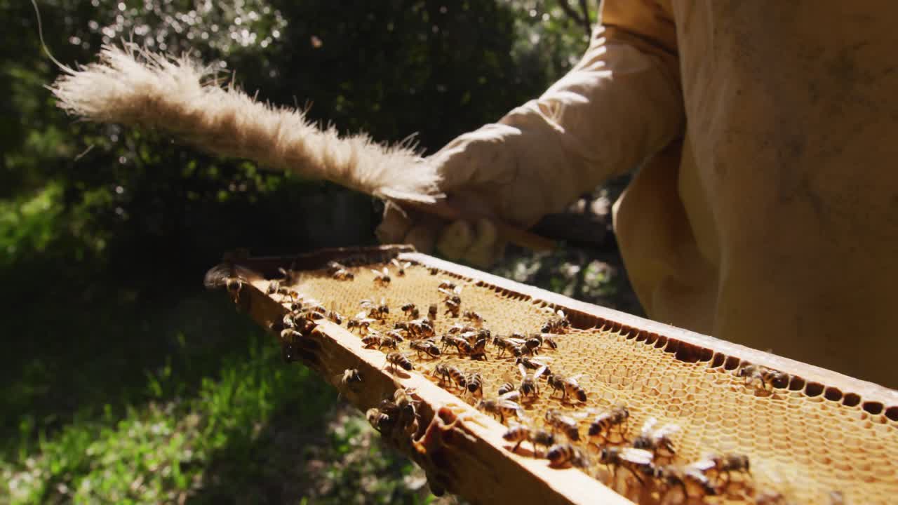 apicultor con ropa de protección limpiando el marco del panal de abejas de una colmena con un cepillo