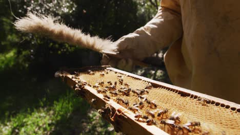 Beekeeper-in-protective-clothing-cleaning-honeycomb-frame-from-a-beehive-with-a-brush