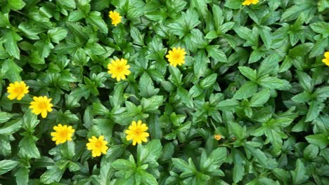 time-lapse of yellow flowers opening among leaves