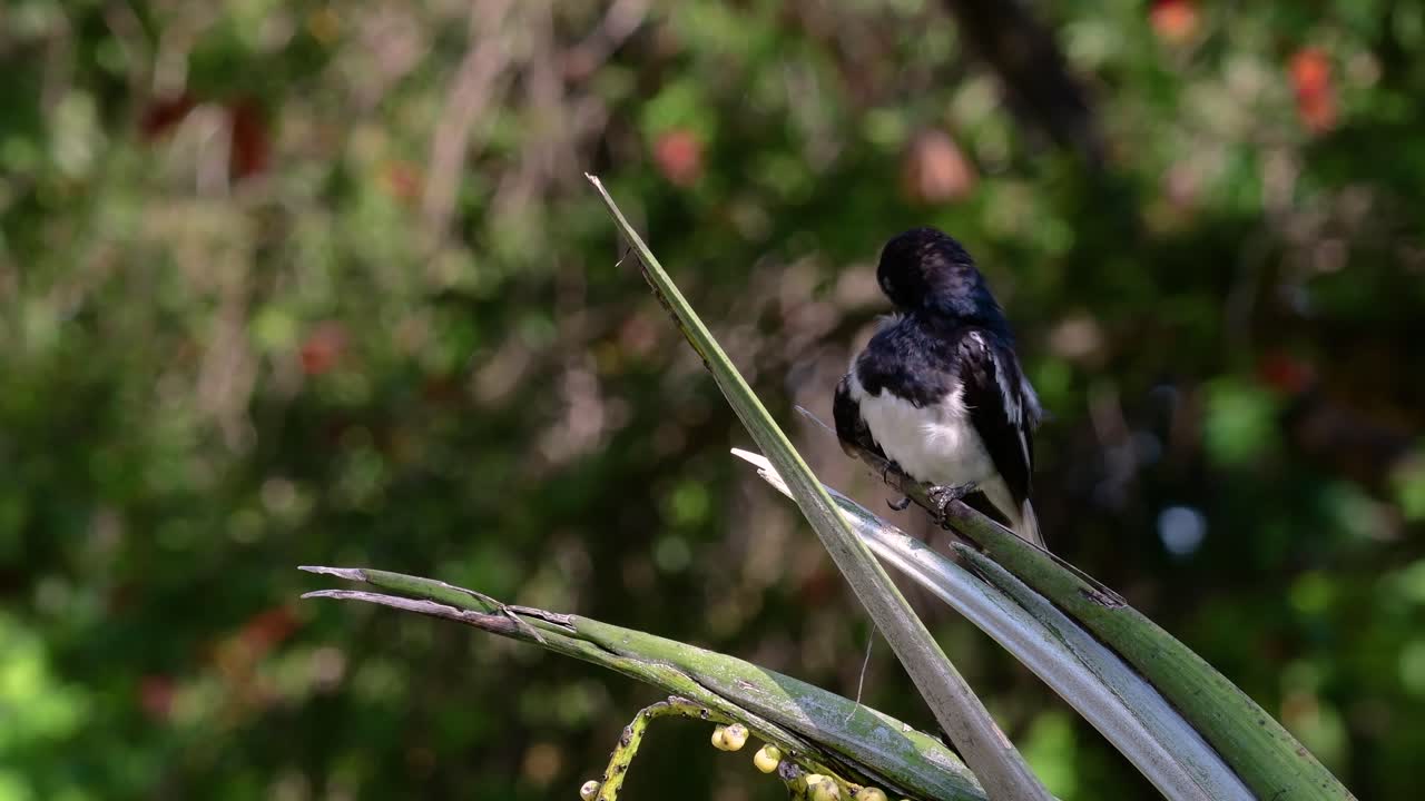 la urraca-robin oriental es un ave paseriforme muy común en tailandia en la que se puede ver en cualquier lugar