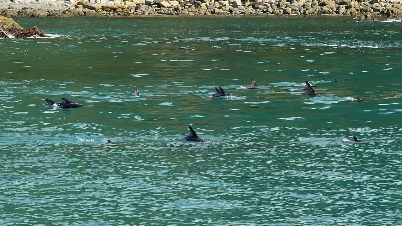 뉴질랜드 의 바위 가 있는 해변 을 따라 여행 하는 어두운 돌고래 들 의 무리