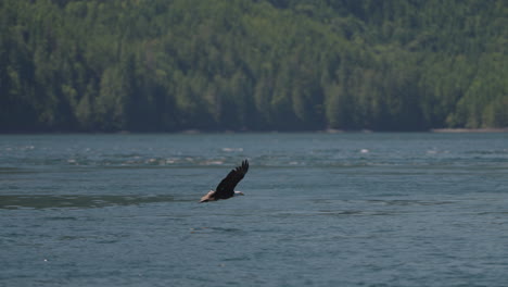 eagle catching fish in the ocean in canada