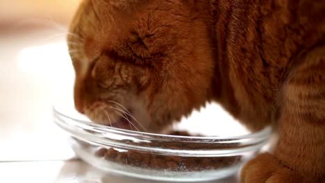 close up of an orange cat eating and enyoing cat food out of a glass bowl indoors on white floor tiles