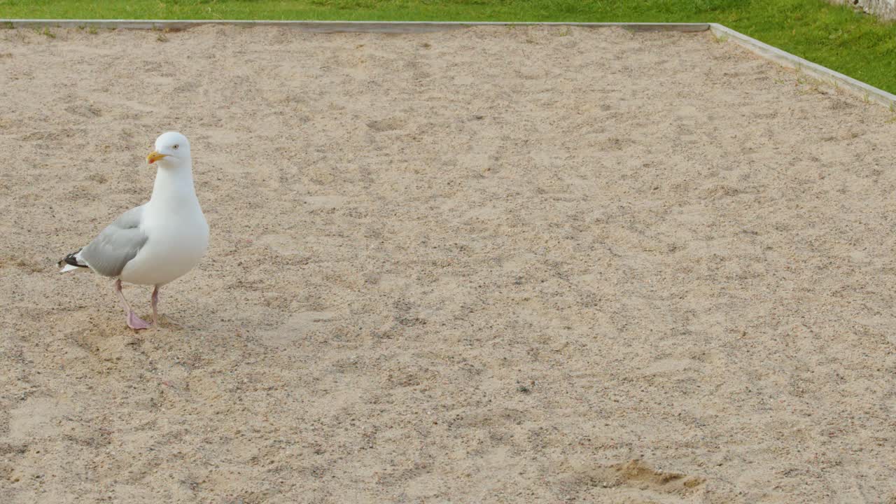 A seagull walks across sandy ground, then takes off, with natural daylight and static camera