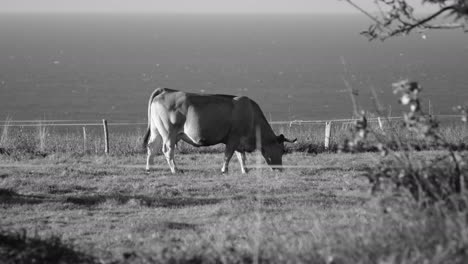 one cow on a coastal field in black and white