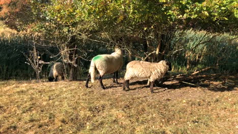 un carnero se rasca la espalda en un árbol en un prado en un día soleado