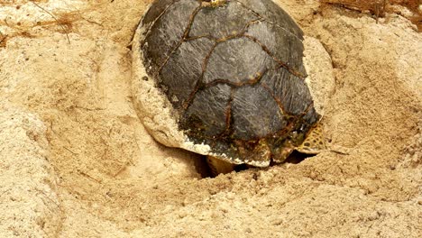 toma amplia de tortuga carey en la playa, construyendo un nido para poner huevos