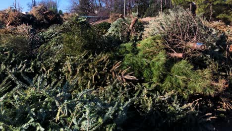 christmas trees being thrown away and trashed after holidays