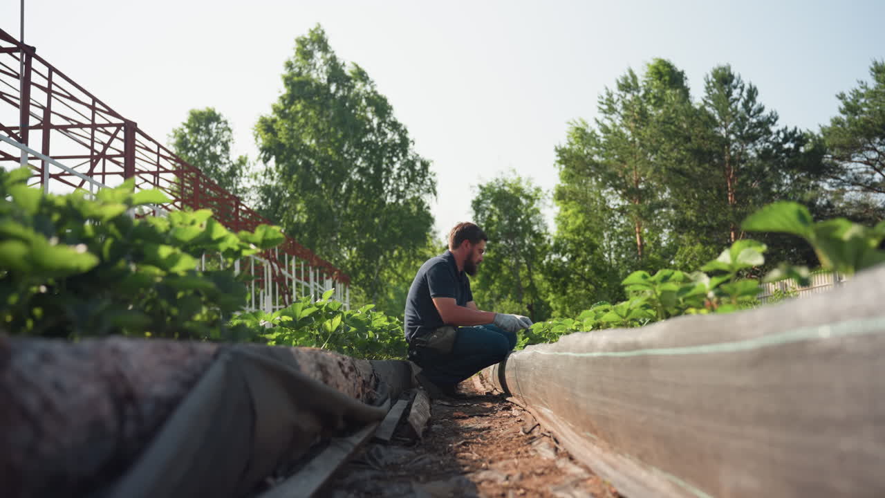 Side view farmer squatting between raised beds works soil around green seedlings, pauses to touch back hair with gloved hand, then resumes careful tending under warm sun