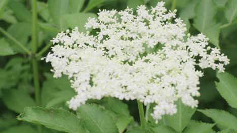 primer plano de la flor de saúco y las hojas verdes