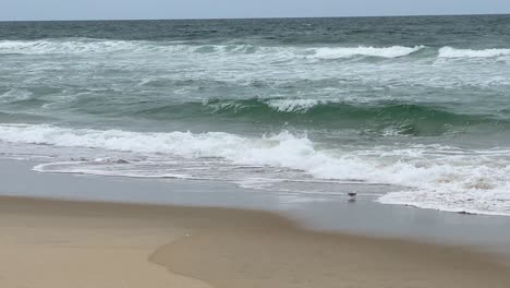 Sanderling-Pájaros-Cazando-A-Lo-Largo-De-La-Playa-En-Nag&#39;s-Head-En-Los-Bancos-Exteriores-De-Carolina-Del-Norte