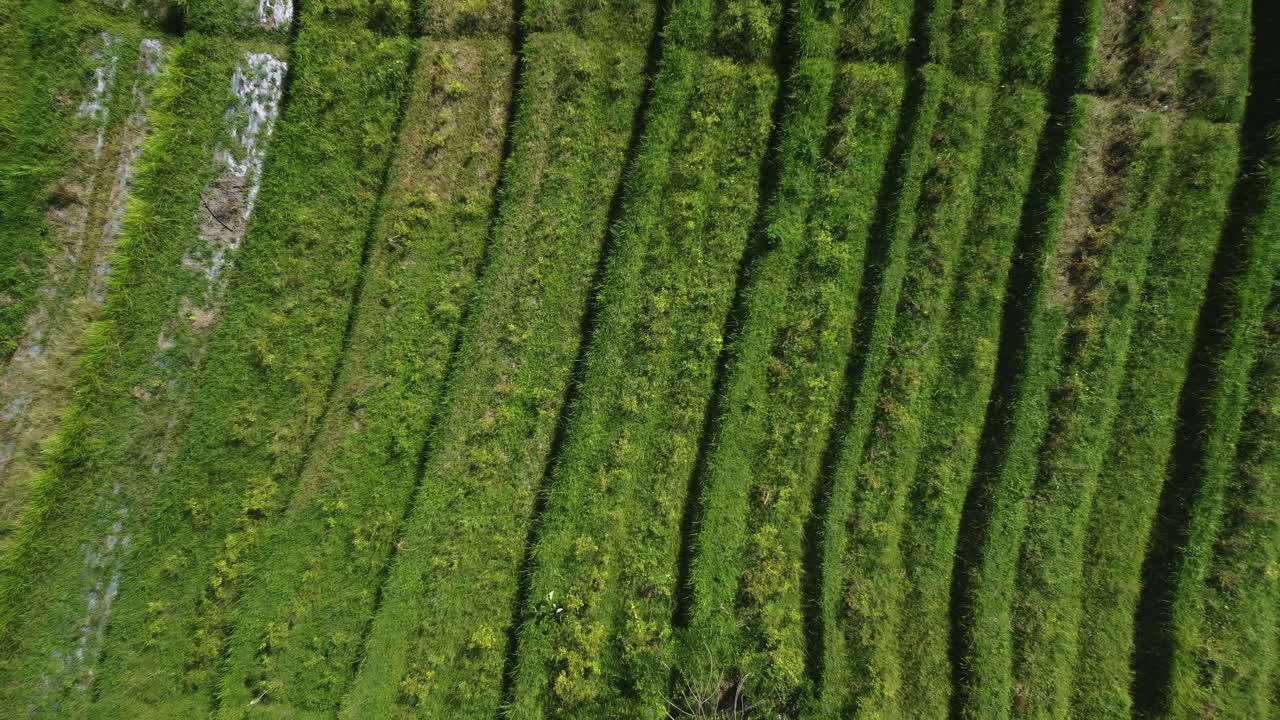 Bali's Natural Beauty Unveiled with Aerial Drone Reveals Textures in Sidemen's Rice Fields,Indonesia