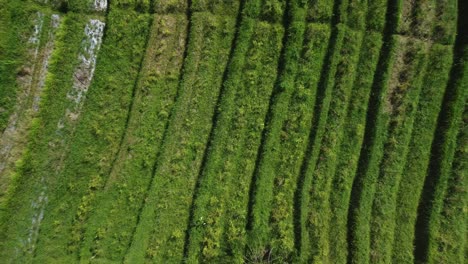 La-Belleza-Natural-De-Bali-Revelada-Con-Un-Dron-Aéreo-Revela-Texturas-En-Los-Campos-De-Arroz-De-Sidemen,-Indonesia