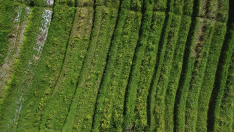 la belleza natural de bali revelada con un avión no tripulado revela texturas en los campos de arroz de sidemen, indonesia