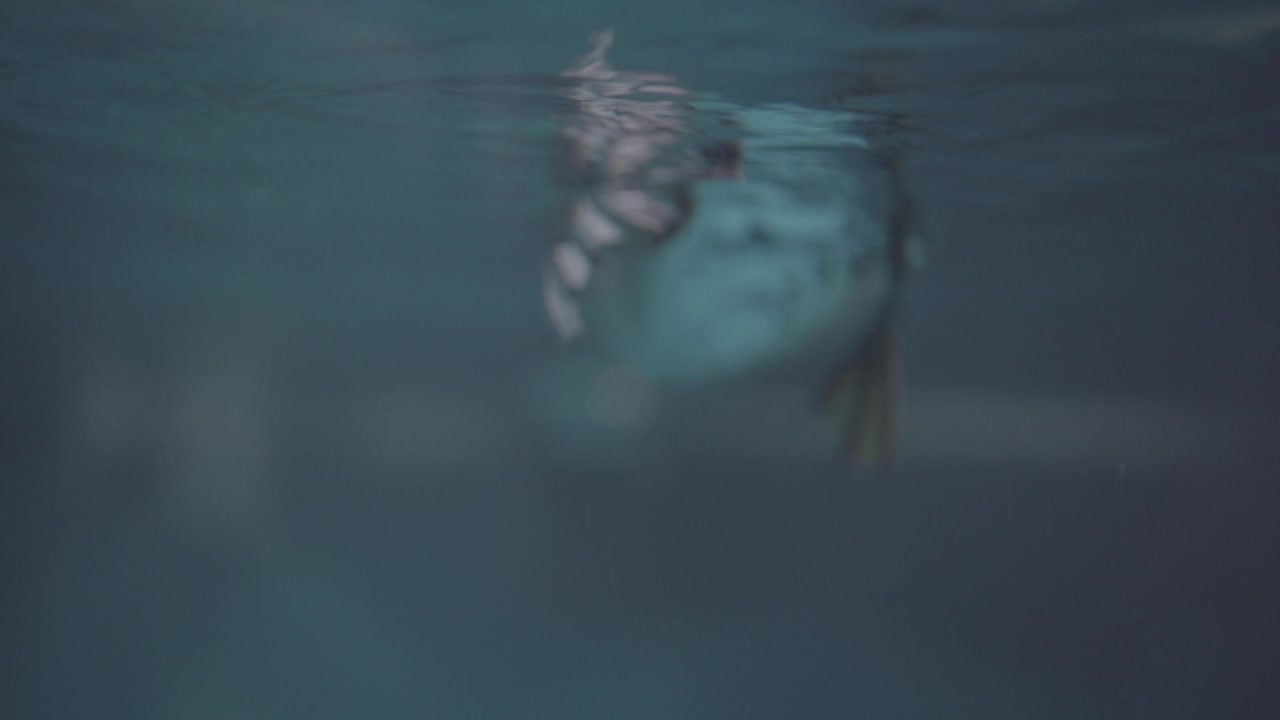 Puffin swimming in the water