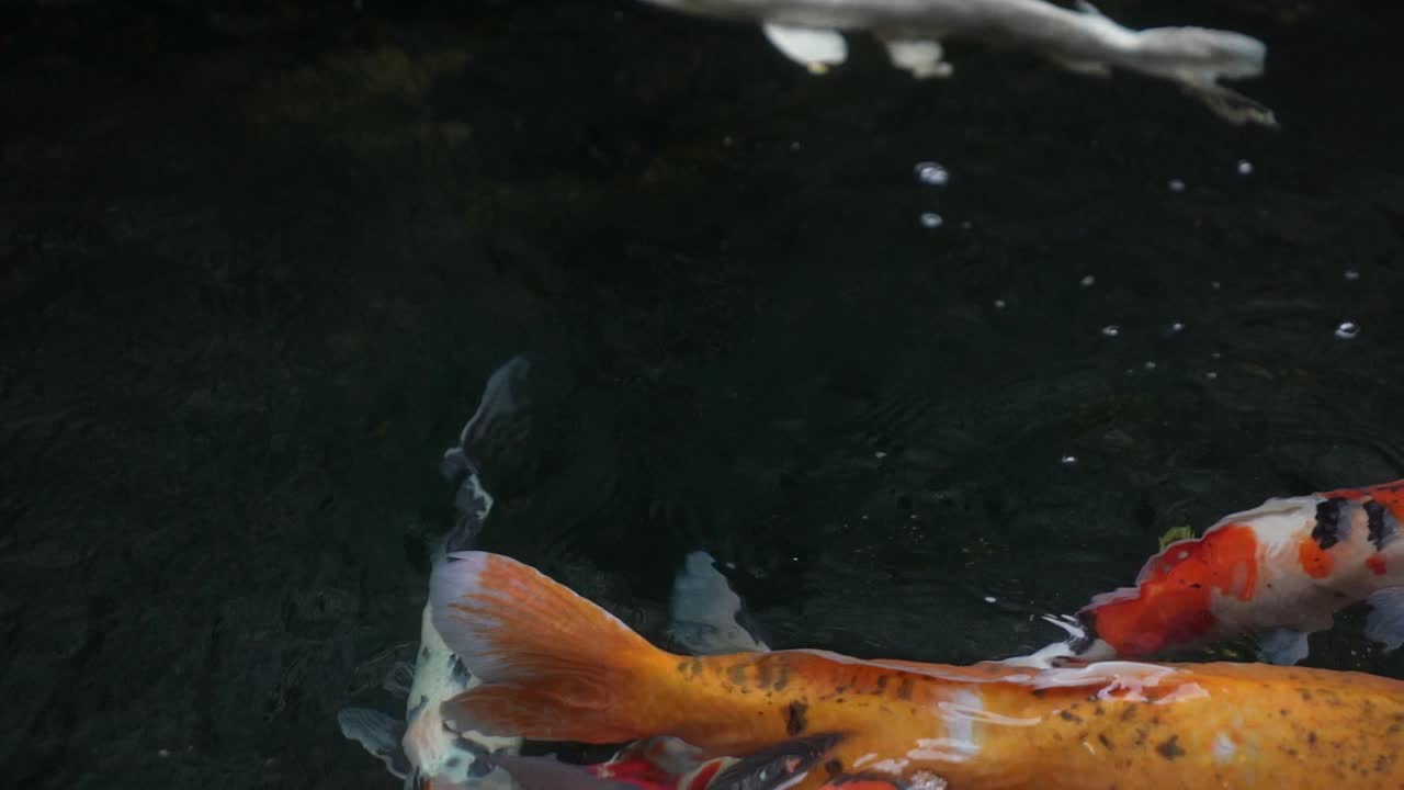 연못 에 있는 코이 물고기