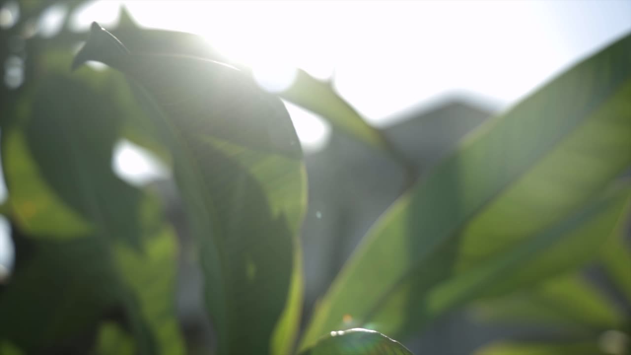 아름다운 자연 식물 지방 이파리 잎 녹색 정원 사치 호화로운 여름 봄 동물 상