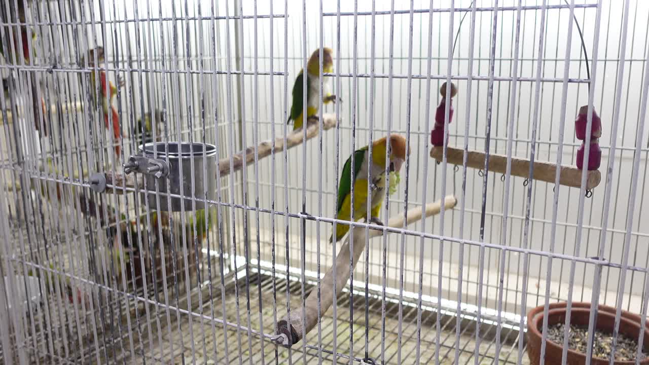 Papagaios em uma Gaiola