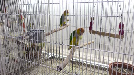 loros en una jaula