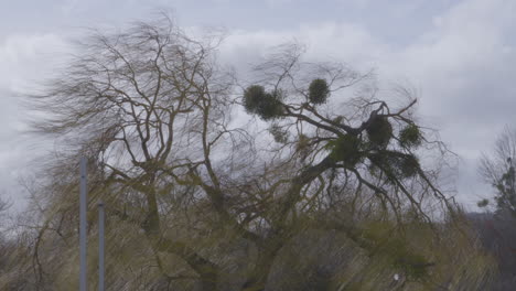 Leafless-Willow-Tree-With-Mistletoes-Swaying-With-The-Wind