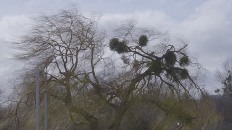 Leafless Willow Tree With Mistletoes Swaying With The Wind