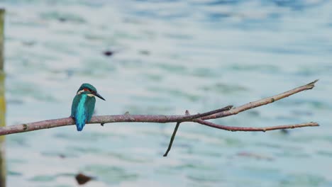 kingfisher perched on branch over idyllic pond in friesland netherlands, dark blue green feathers with head turned around
