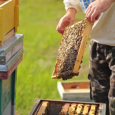 beerkeeper collects honey on apiary. selective focus on working unrecognizible beekeeper in protective hat. colorful hives at apiary