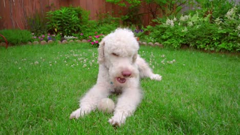 labradoodle lying down on green lawn. dog licking lips. pet playing toy on grass