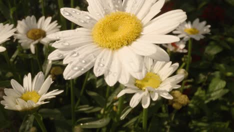 tilt up dew drops on white daisy