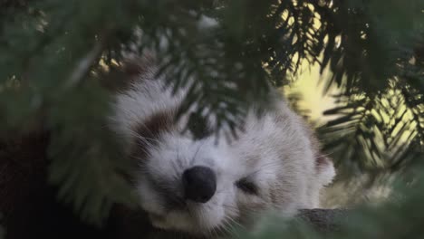 Roter-Panda-Ruht-Aus-Nächster-Nähe