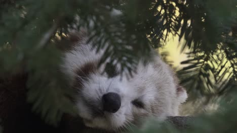 panda rojo descansa de cerca