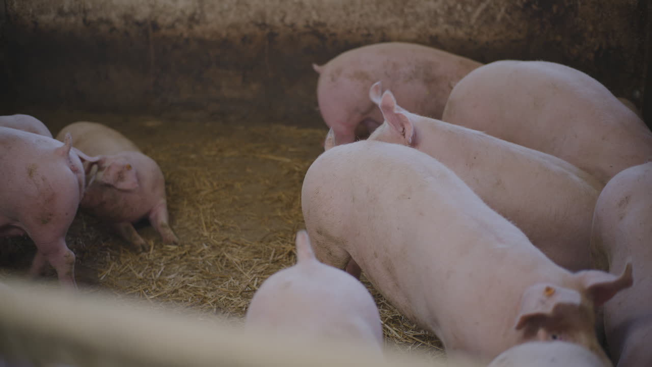 농장 창고에 있는 돼지