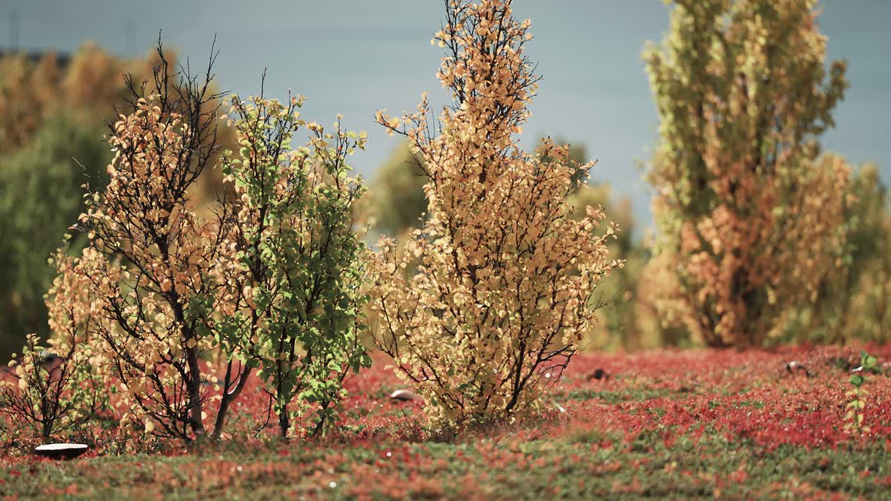 красочный осенний пейзаж на берегу норвежского фьорда