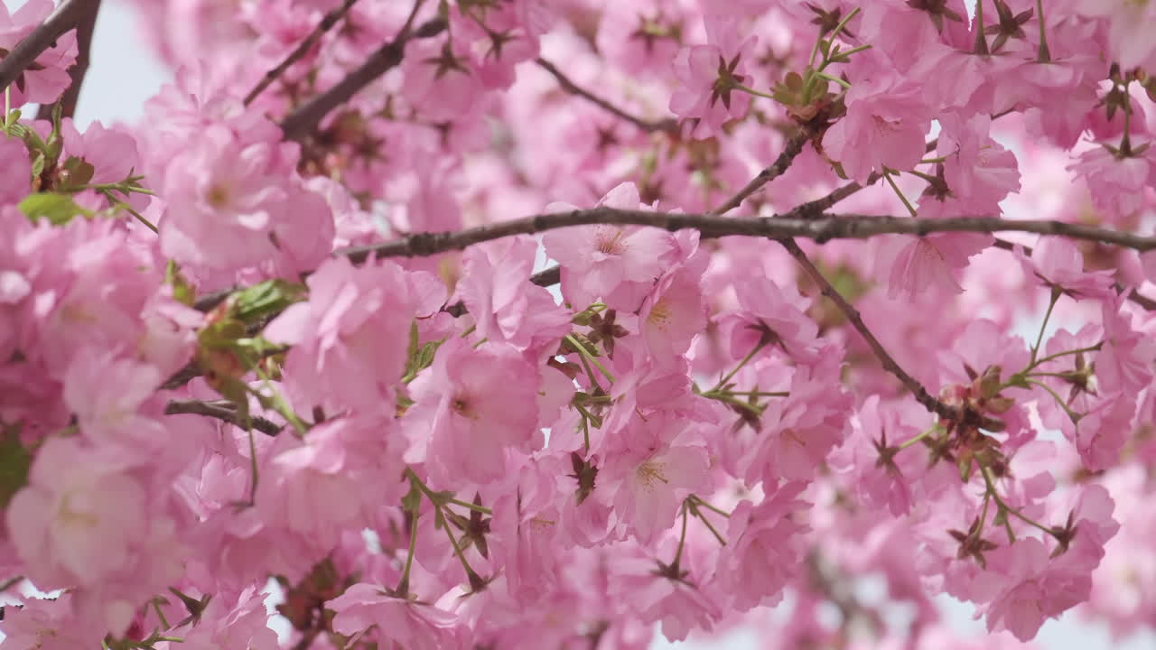 las flores de cerezo en plena floración, una señal suave de la llegada de la primavera, capturada en un enfoque suave con la sutil luz del sol