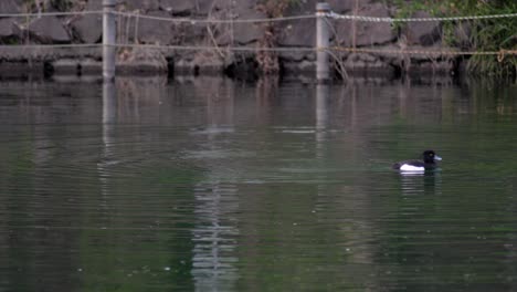 Un-Pato-Jugando-En-El-Agua-Batiendo-Sus-Alas-En-Tokio,-Japón---Plano-Amplio