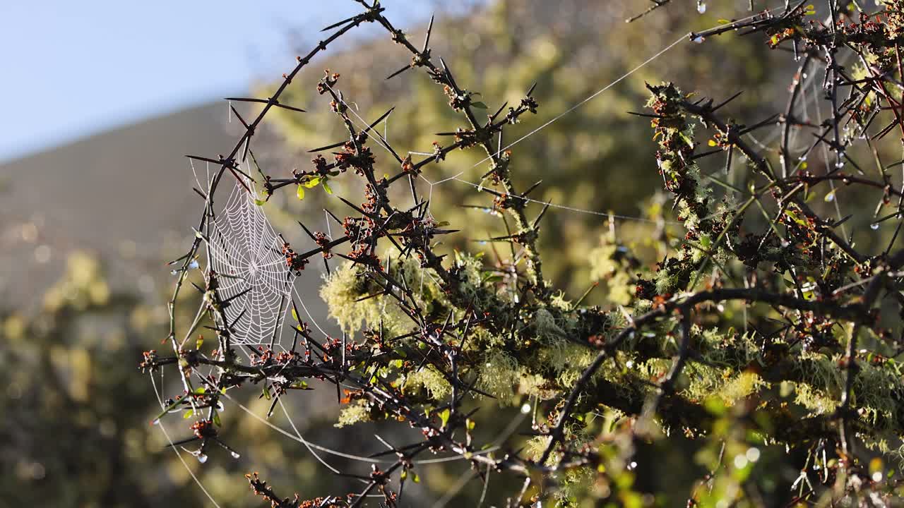 A delicate spider web stretches between thorny matagouri branches, gently moving in the wind under natural daylight with a softly blurred background
