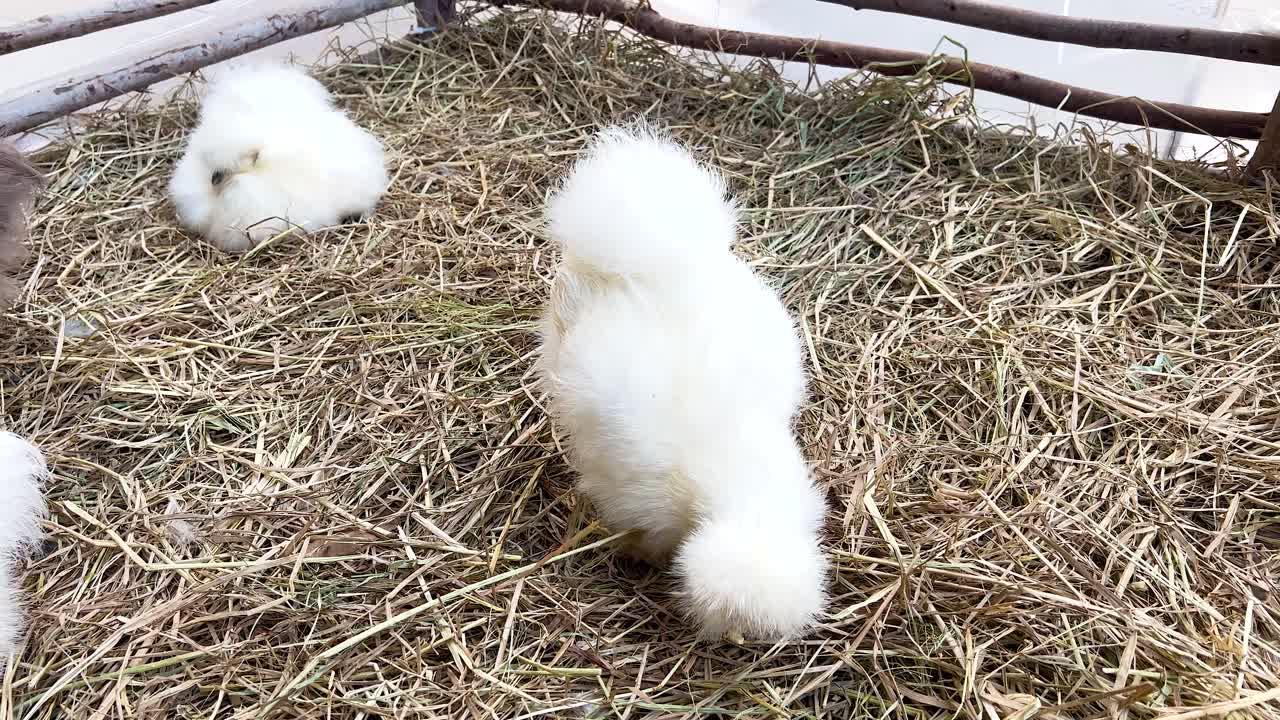 два шелковых цыпленка взаимодействуют в карандаше