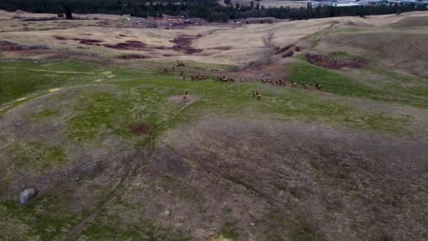 Gran-Manada-De-Alces-Migrando-Y-Corriendo-En-Un-Campo-Abierto