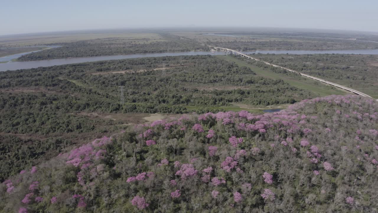 ype rosa en pantanal - antena de paisaje con bosque, río, camino y árboles de color