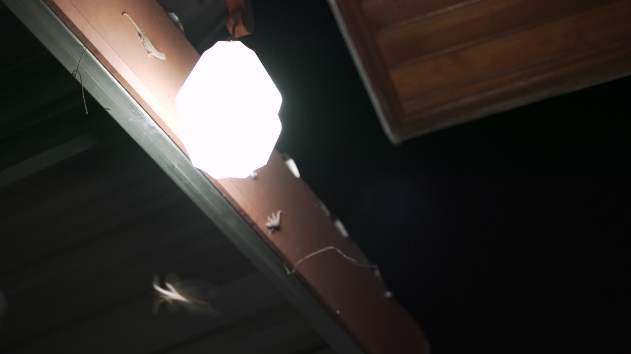 밤에는 빛을 중심으로 날아다니는 벌레의 무리가