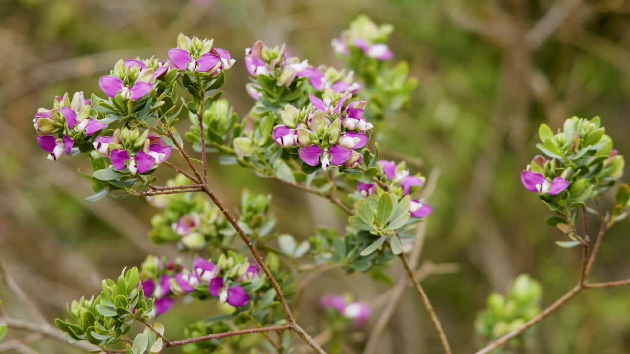 Pink coastal flowers gently move in the wind, captured in soft daylight with shallow focus