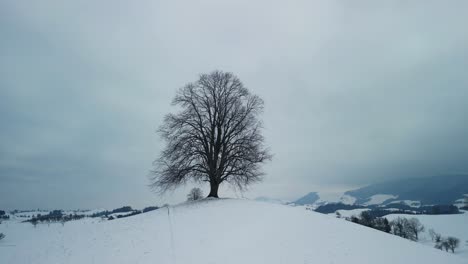 atmospheric footage orbiting a single common lime tree on a snowy hill in switzerland