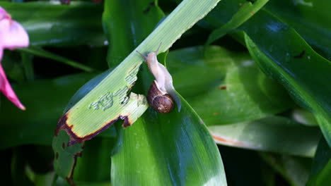 large snails eating leaves from a lily