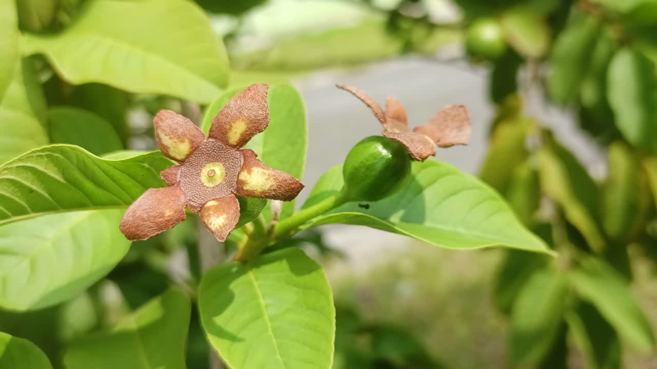 cerca de las flores de guayaba a punto de dar fruto