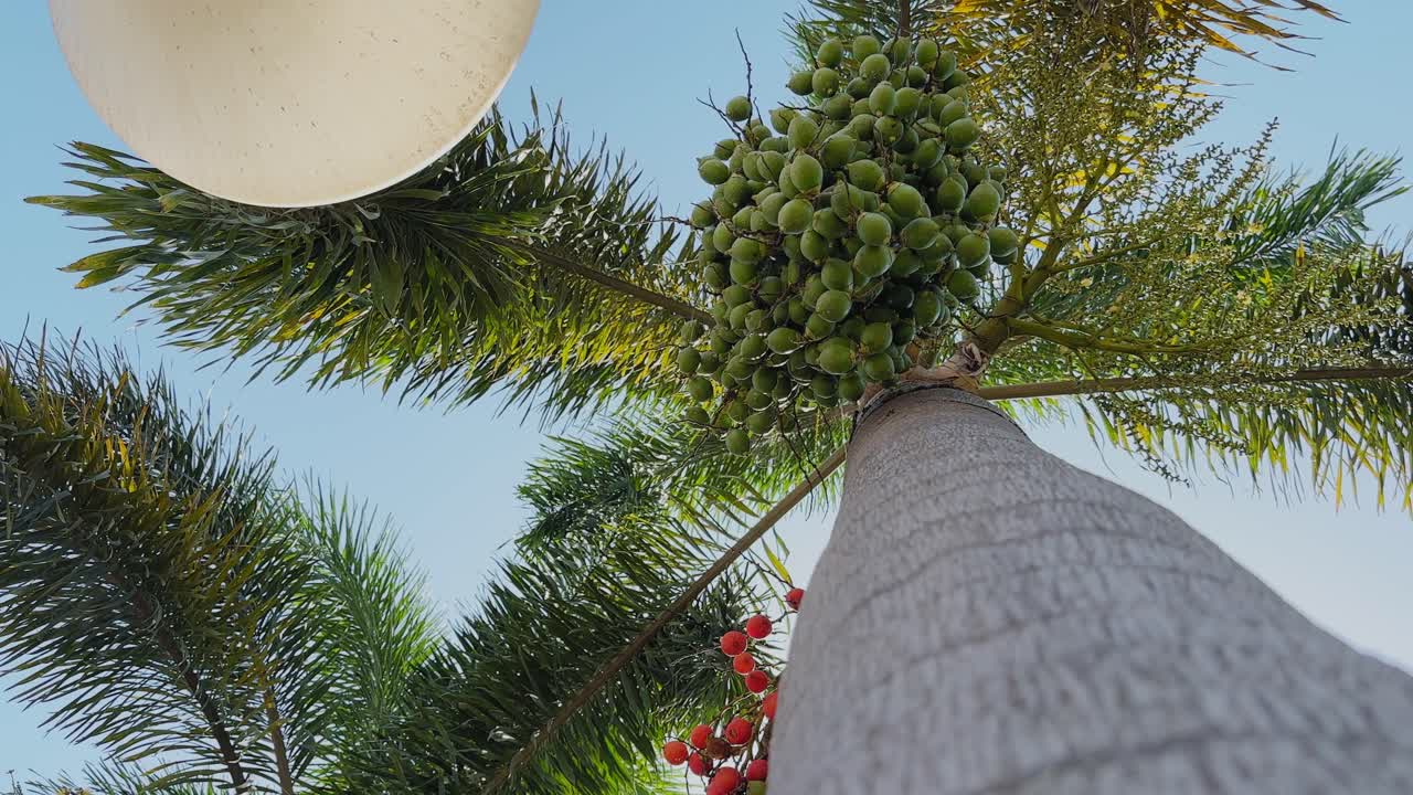 Low angle view of a foxtail palm with dense green fruit clusters and feathery fronds radiating outward, sunlight illuminating the textured trunk against a clear blue sky