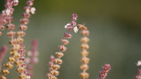 slow motion close-up of a bee on ends of flowers, feeding and polinating in a home garden