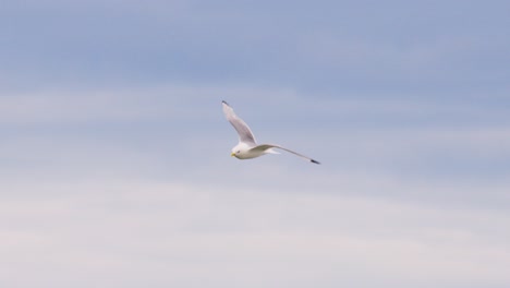 a close-up sequence of a seagull flying across a soft, overcast sky, captured in smooth motion with natural daylight and a steady tracking shot