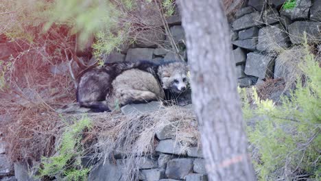 Perros-Salvajes-Relajándose-En-Una-Construcción-De-Piedra-En-El-Zoológico