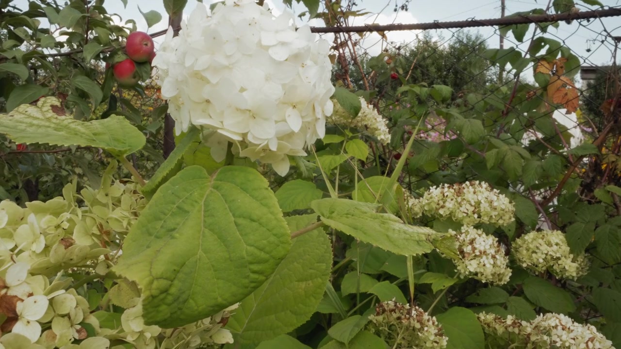Fiori di ortensia bianchi che ondeggiano dolcemente in un giardino lussureggiante